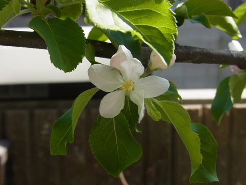 ベストローリエ 花 すべての美しい花の画像