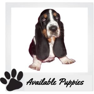 A $250.00 deposit holds your pick. Basset Hound Puppies For Sale Lowdown Love Basset Hounds