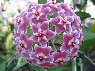 美しい花の画像 エレガントサクララン 花 言葉