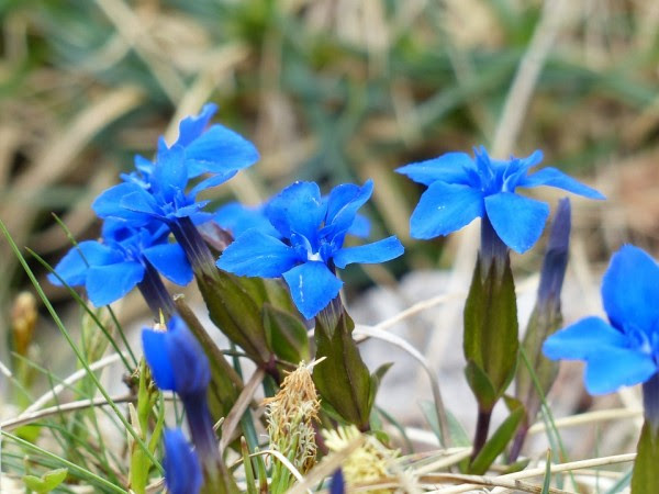 75 長生き 花 言葉 すべての美しい花の画像