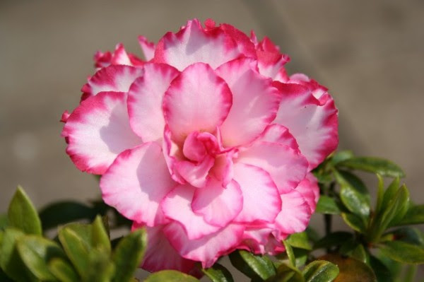 50 素晴らしいアゼリア 花言葉 すべての美しい花の画像