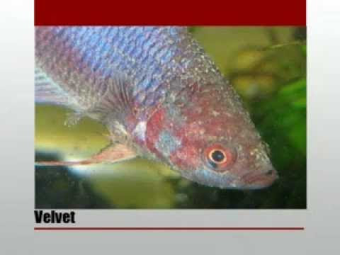 cara merawat ikan cupang yang sakit