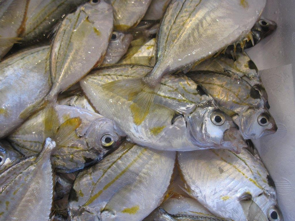 75 ヒイラギ 魚 食べ方 すべての魚の画像