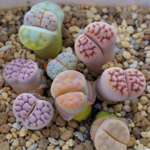 ベスト50 多肉 植物 気持ち 悪い すべての美しい花の画像