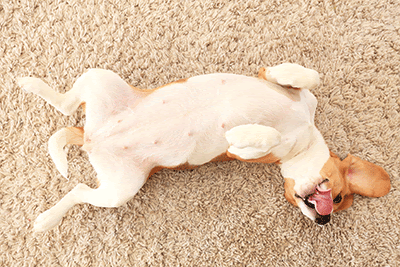 すごい 犬 お腹 しこり 大きい 画像動物フリー