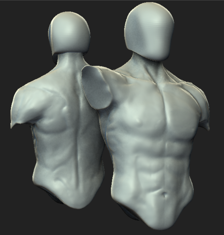 Includes obj and fbx for maximum compatibility. Anatomy Study Male Torso Muscular Zbrushcentral