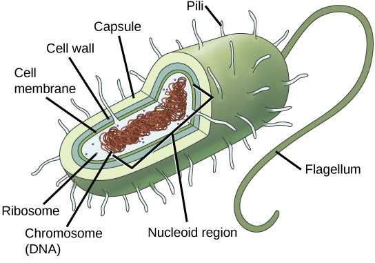 Organisms with eukaryotic cells are called eukaryotes. 3 2 Comparing Prokaryotic And Eukaryotic Cells Concepts Of Biology 1st Canadian Edition