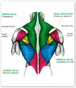 Always ask your health care professional before doing any exercise. Lower Middle Back A Step Beyond Massage Therapy