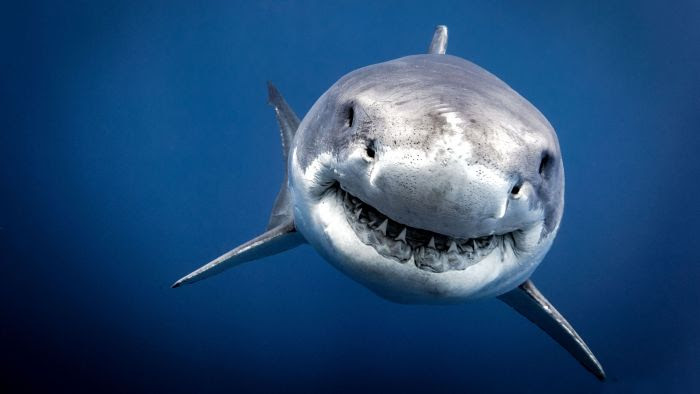 Requin blanc