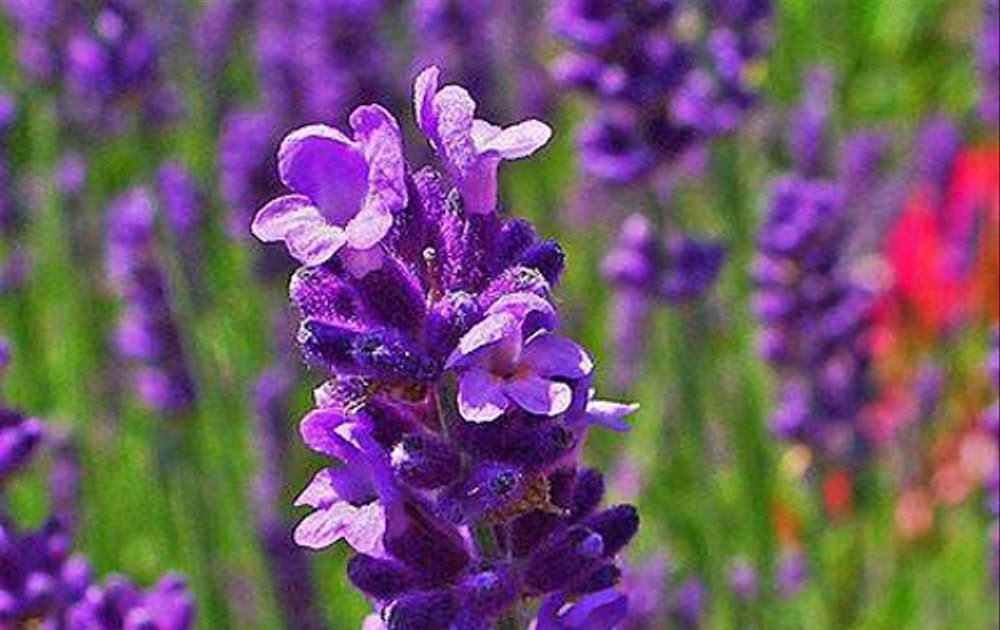 Gambar Bunga Lavender Ungu Gambar Ngetrend dan VIRAL