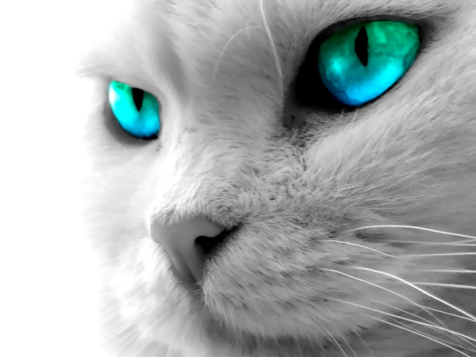 トップ100かっこいい Pc 壁紙 動物 すべての美しい花の画像
