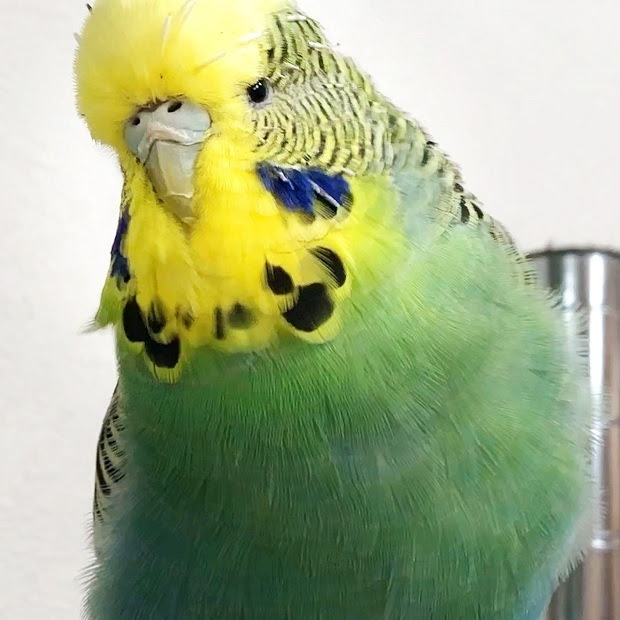 70以上 インコ画像 1398 インコ画像 Gardensaikonomuryo