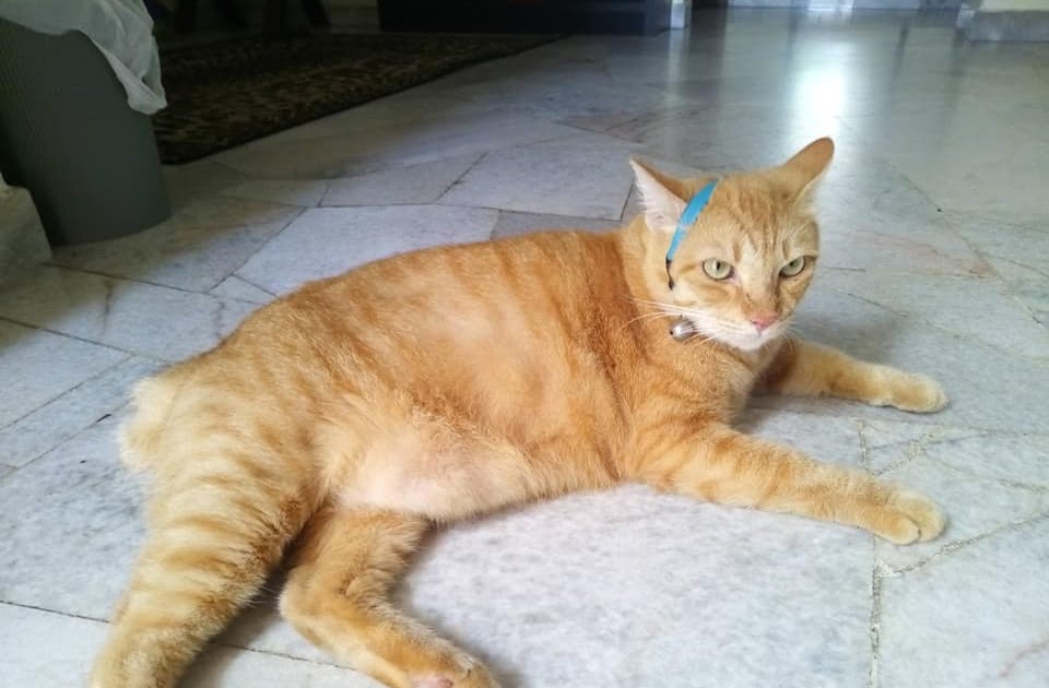 Cara Ubat Bisul Kucing - Descar 2