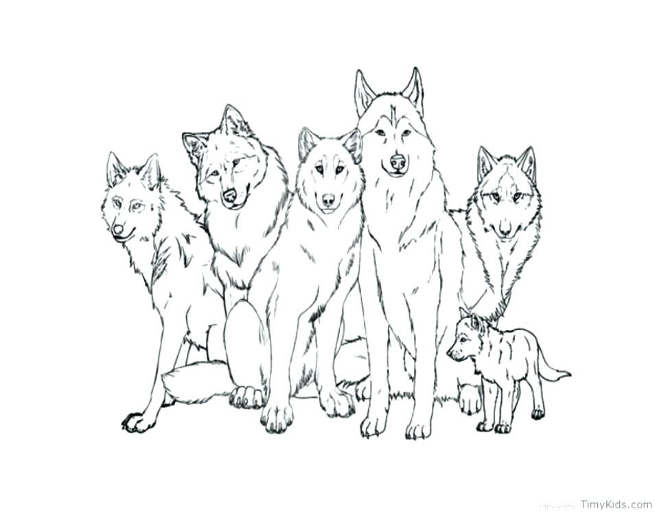 free wolf coloring pages for adults  coloring and drawing