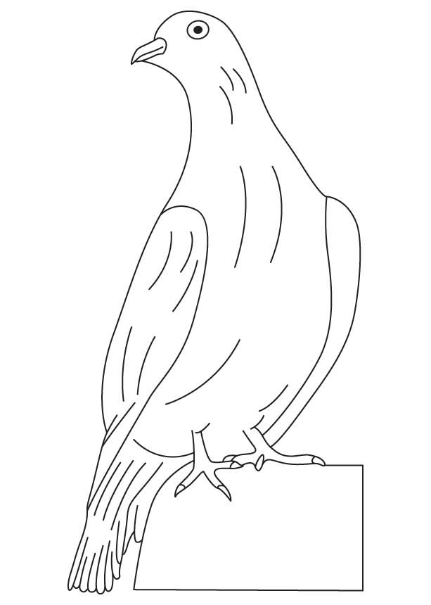 September 3, 2019 by claude jobin leave a comment. White Winged Dove Coloring Page Download Free White Winged Dove Coloring Page For Kids Best Coloring Pages