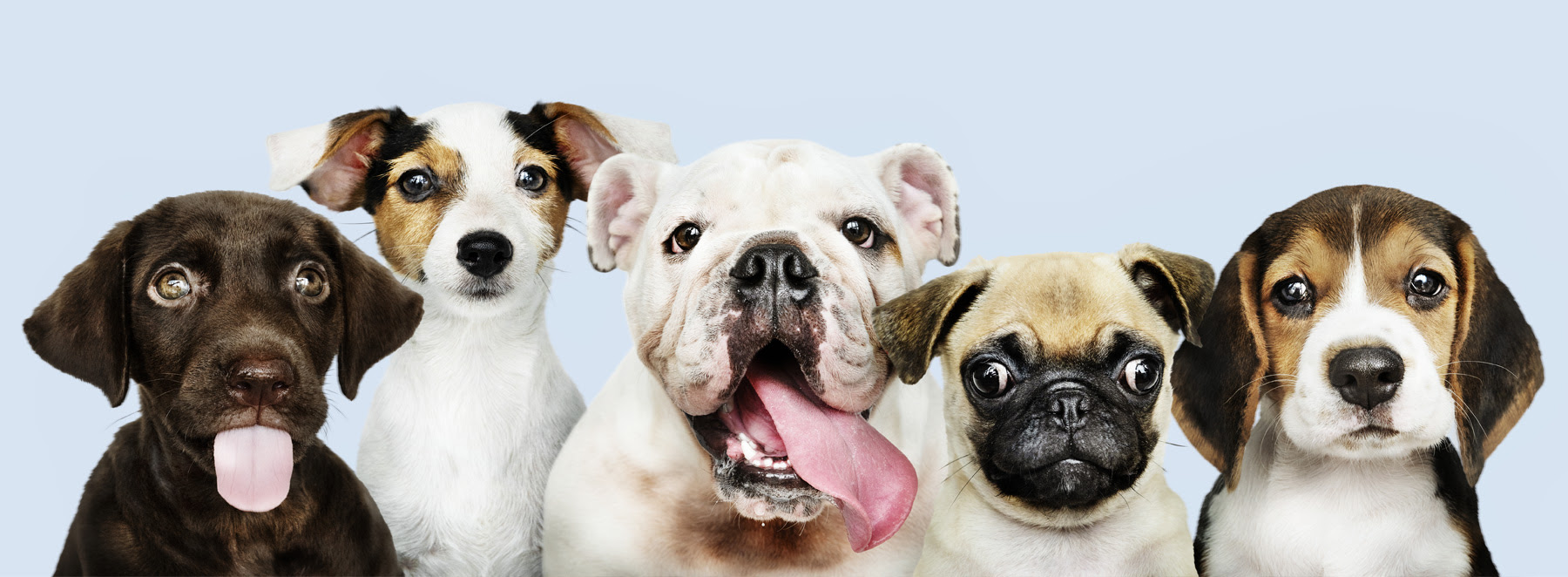 We did not find results for: Sunrise Pet Clinic 24 7 Available Service For All Pet Animals
