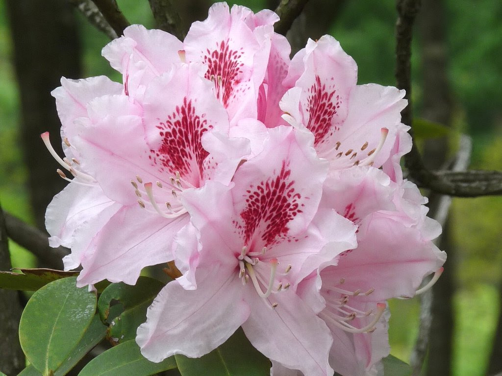 50 シャクナゲ 品種 最高の花の画像