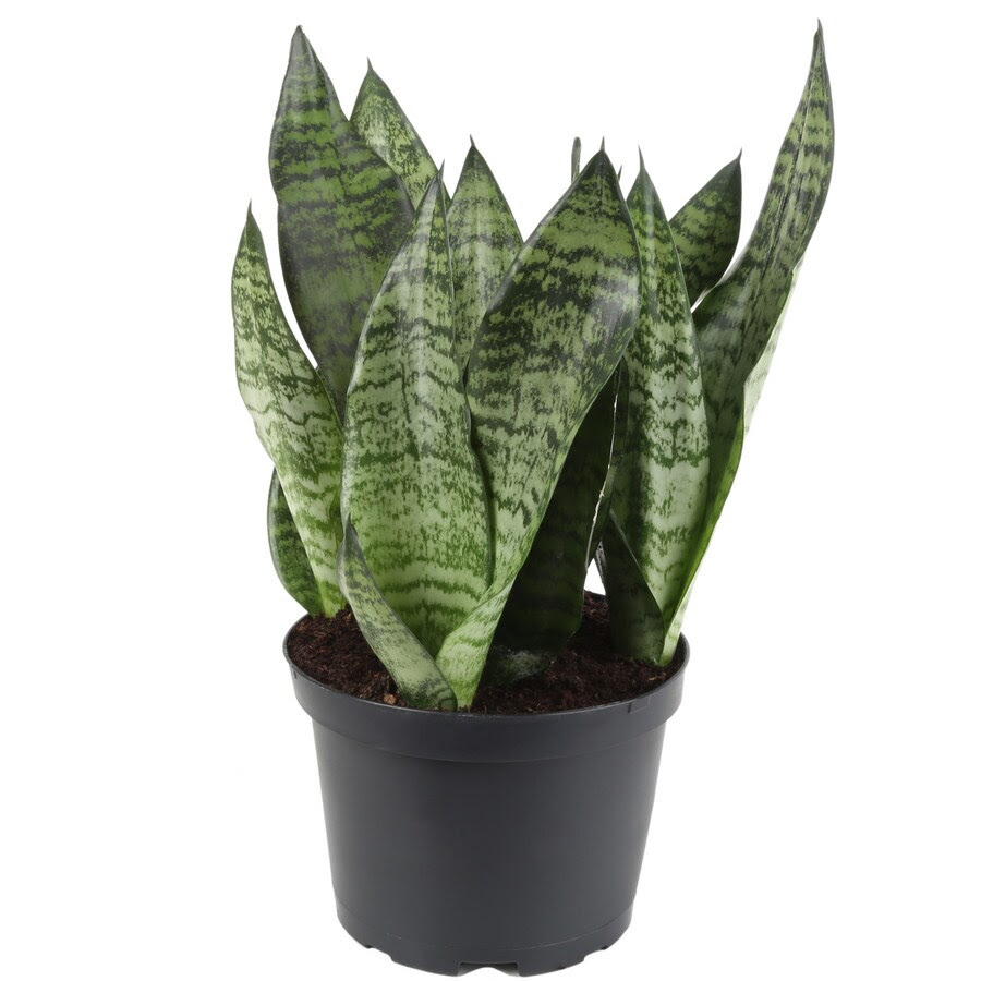 Snake plant (sansevieria) does everything it can to sort out the humidity in your home, so that your the snake plant is used to a bit of warmth, since it comes from the deserts of ethiopia, amongst other. Costa Farms 6 In Snake Plant In Plastic Pot Sz07 In The House Plants Department At Lowes Com