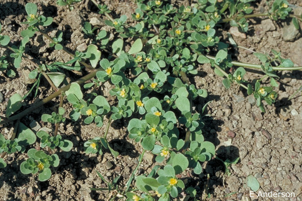 In some places it is considered an invasive. Portulaca Oleracea