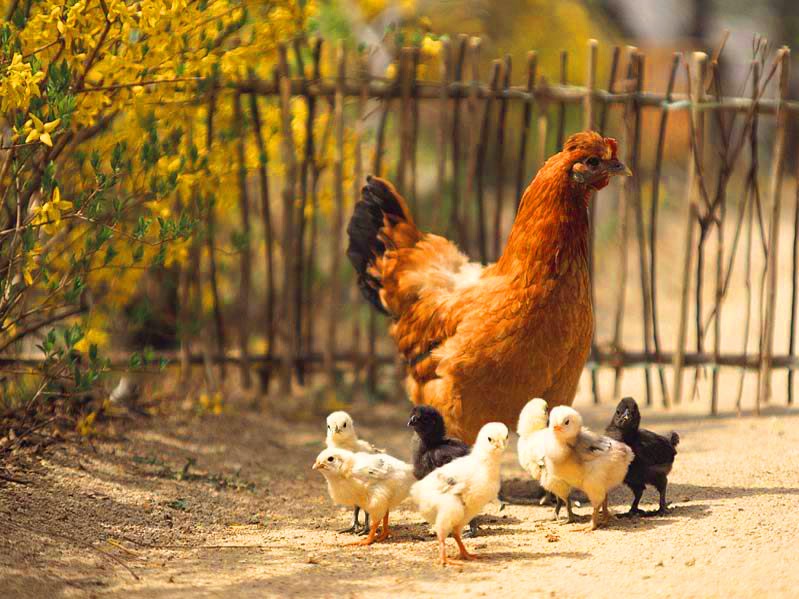 Kisah Sepasang Anak  Ayam  yang Dipatok Induknya Korkom 