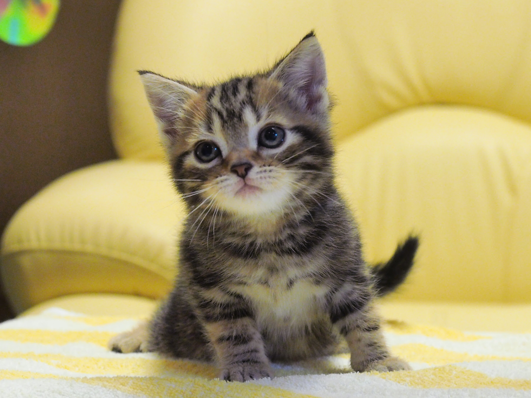 アメリカンショートヘア 子猫 画像