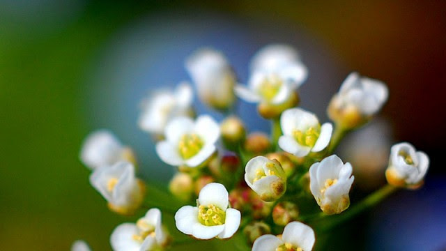 最高の壁紙hd 年の最高 1 月17 日誕生花