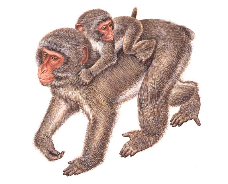 綺麗なかっこいい 猿 イラスト リアル すべての動物画像