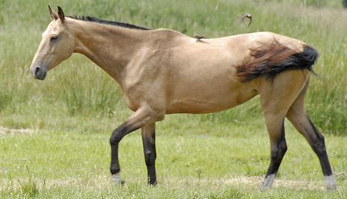 Buckskin is an american western television series starring tom nolan, sally brophy, and mike road. Buckskin Horse