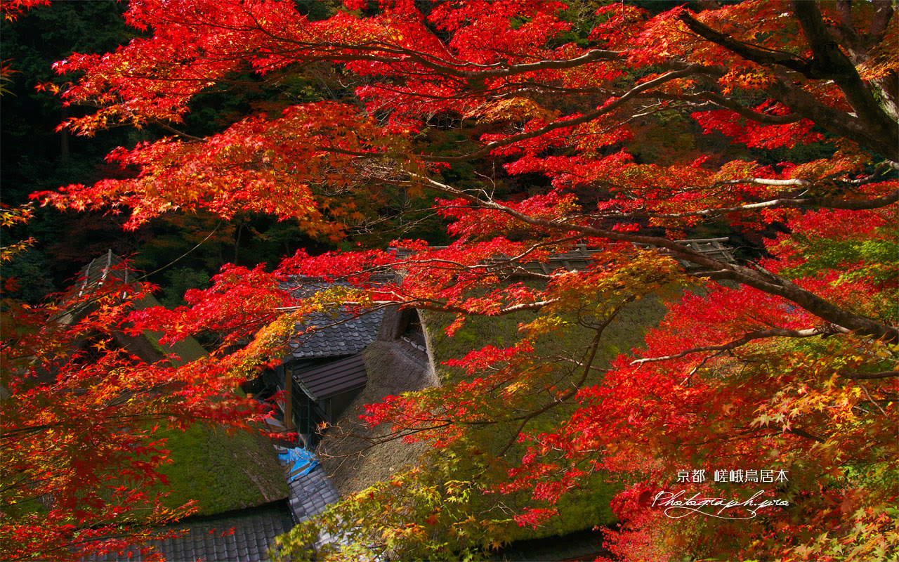 無料ダウンロード 紅葉画像 壁紙 2760 紅葉画像 壁紙