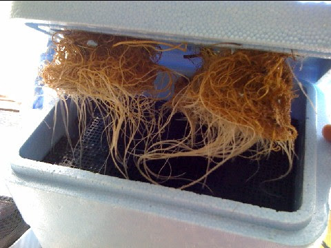 すべての美しい花の画像 ラブリー水耕栽培 根 茶色