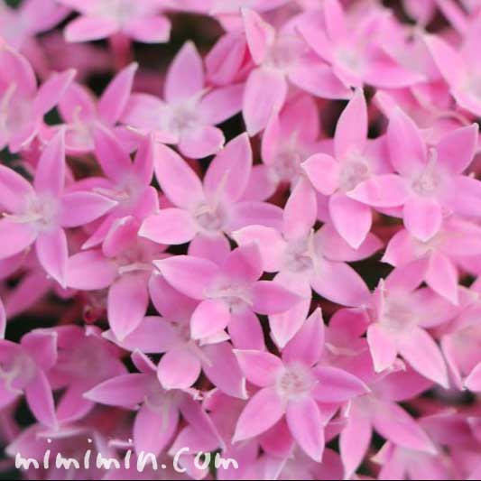 すべての花の画像 50 サンタンカ 花言葉