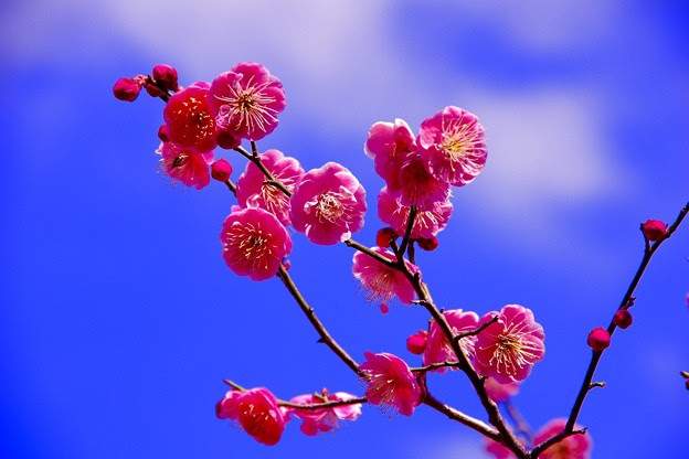 無料ダウンロード2月背景 最高の花の画像