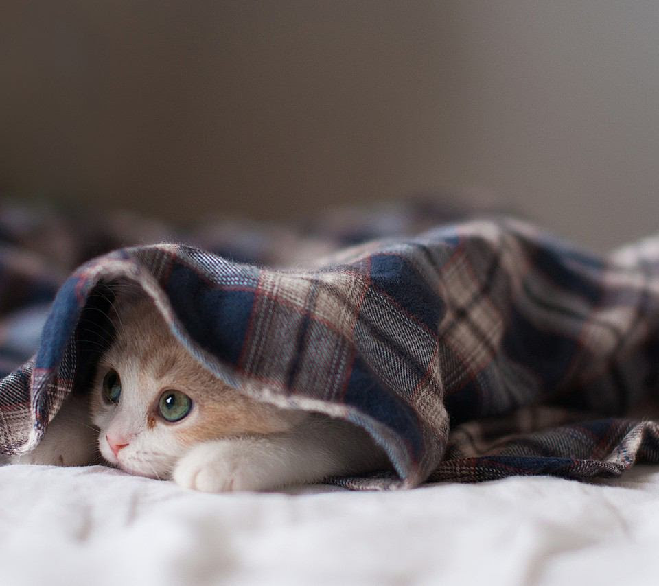 Jongeres ねこ鍋 壁紙