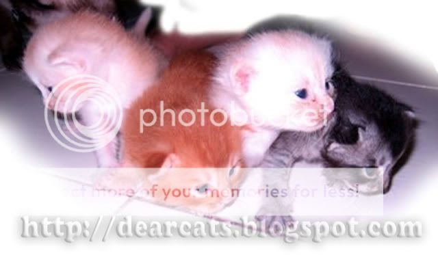 Teori Mengapa Kucing  Makan Anak My Dearcats DC