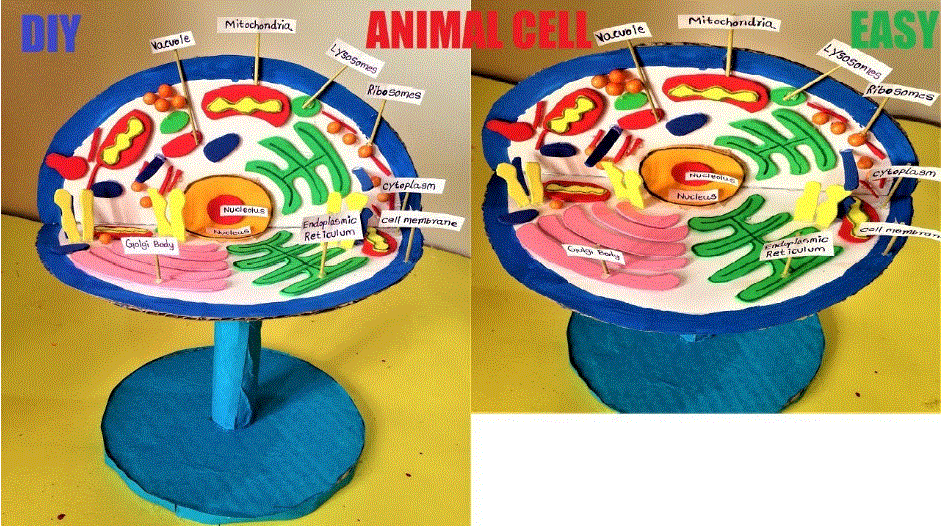 We did not find results for: Animal Cell 3d Model For School Science Project Diy School Project Working And Non Working Models For Science Exhibitions Or Science Fair