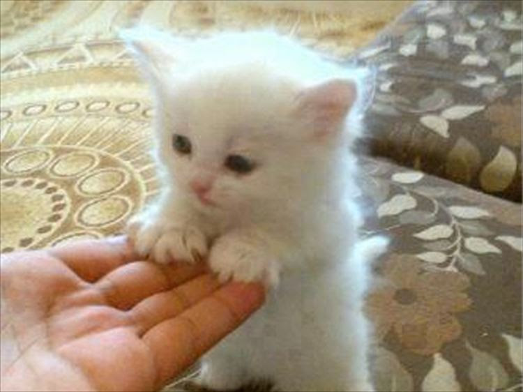 動物の画像について ベスト猫の画像 可愛い