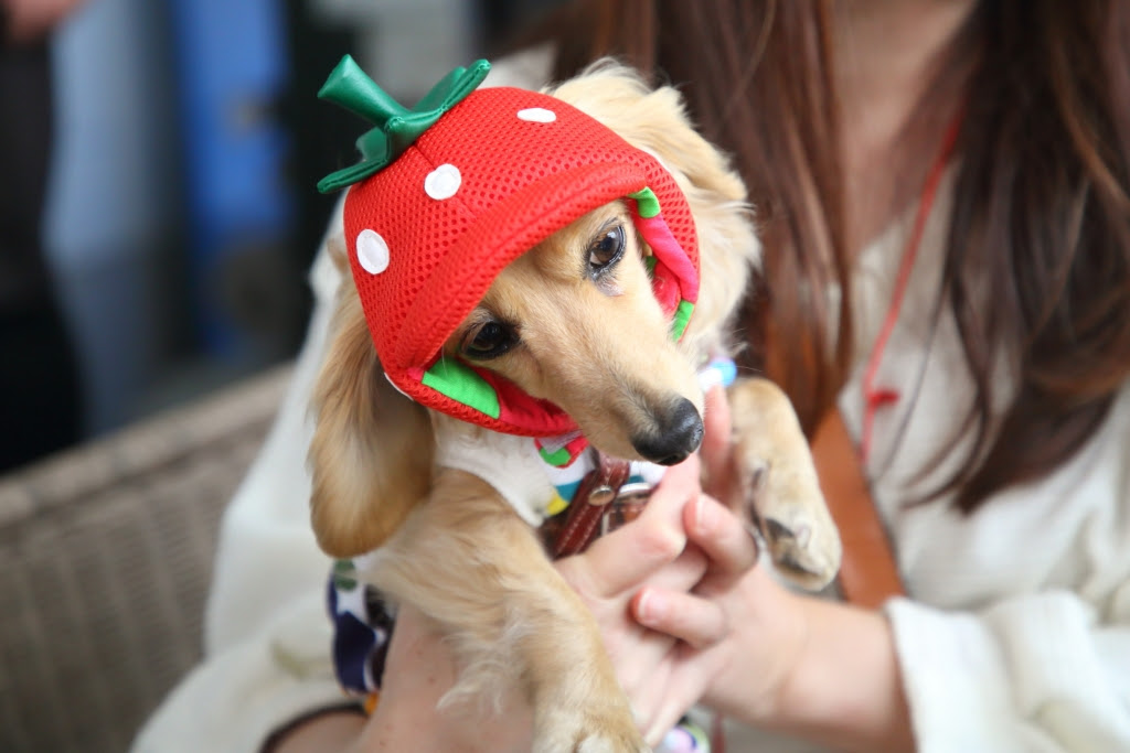 ダウンロード済み 志村けん 犬 名前 志村けん 犬 名前 Freemuryo5ggozo