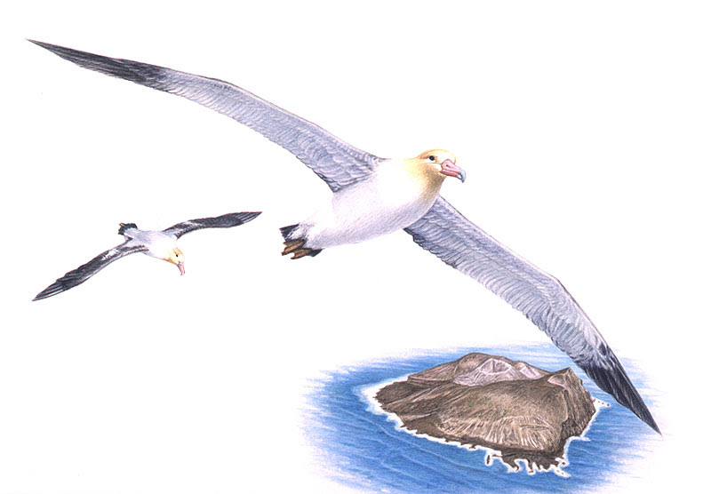 上鳥 イラスト リアル 飛ぶ 最高の動物画像