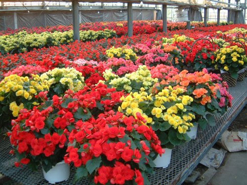 美しい花の画像 ベスト50 リーガー ス ベゴニア 花 言葉