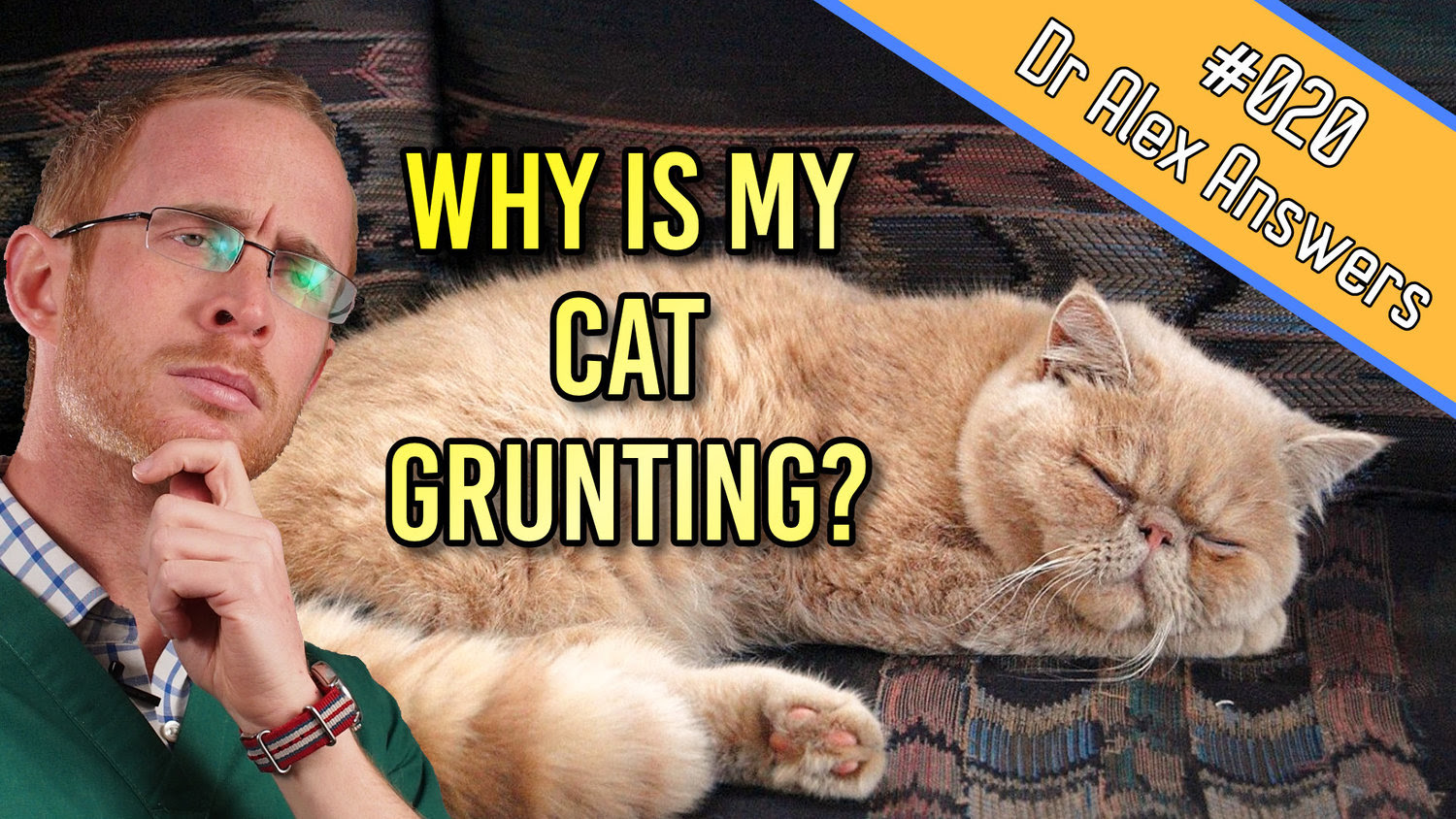 She doesn't always sound like this though. Is It Normal For My Cat To Grunt And Snore And Should You Worry Our Pets Health