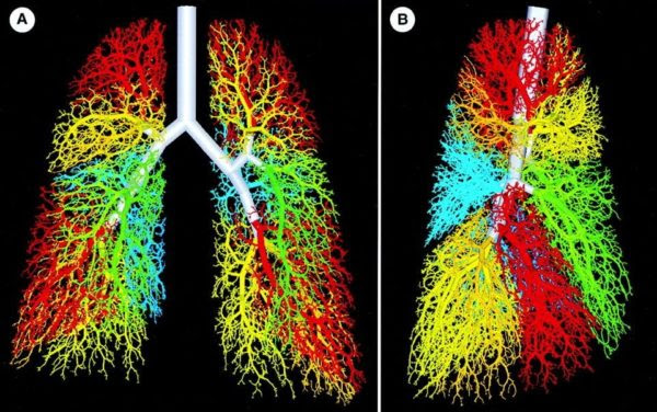 Lung organoids have been produced from human pluripotent stem (iPS) cells allowing deeper insight into human development of this organ