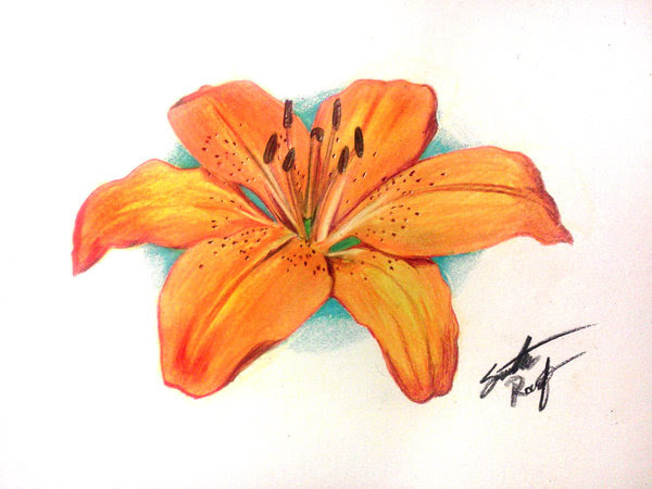 Drawing Step By Step Realistic Lily Flower Drawing