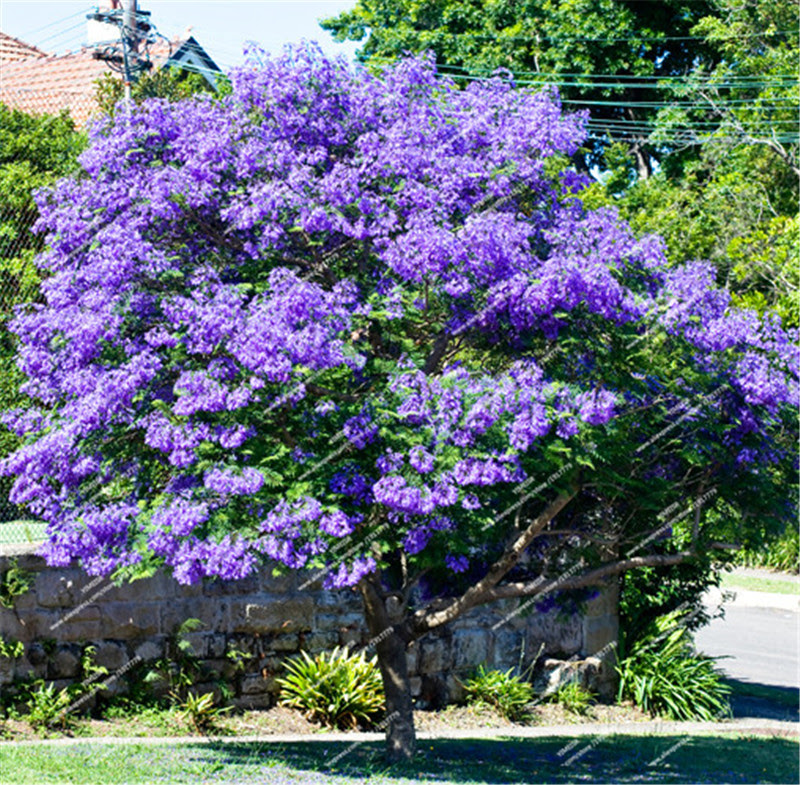 Blue Jacaranda Tree Seeds(Jacaranda Mimosifolia)showy ...