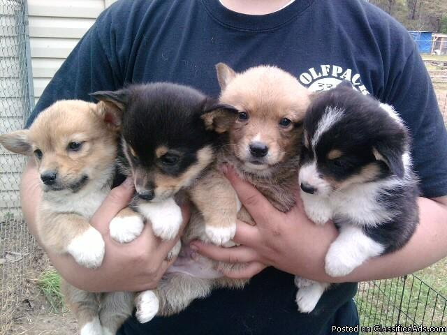 Corgi Puppies For Sale Nc Petfinder