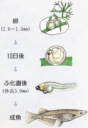上メダカ 卵 成長 画像 最高のぬりえ