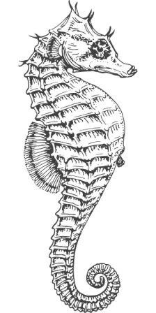 Dibujos De Caballitos De Mar Para Colorear Caballitodemarpedia