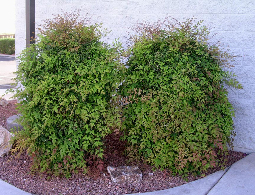 Nandina and other baby names. Nandina Domestica