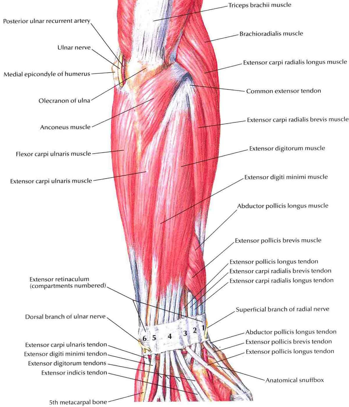 Forearm Anatomy Tendons