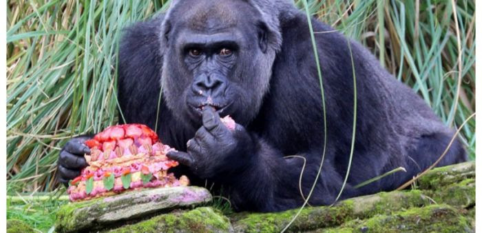 Au zoo de Londres, un gorille savoure son gâteau, à l'occasion de son 40e anniversaire, le 23 octobre 2014.