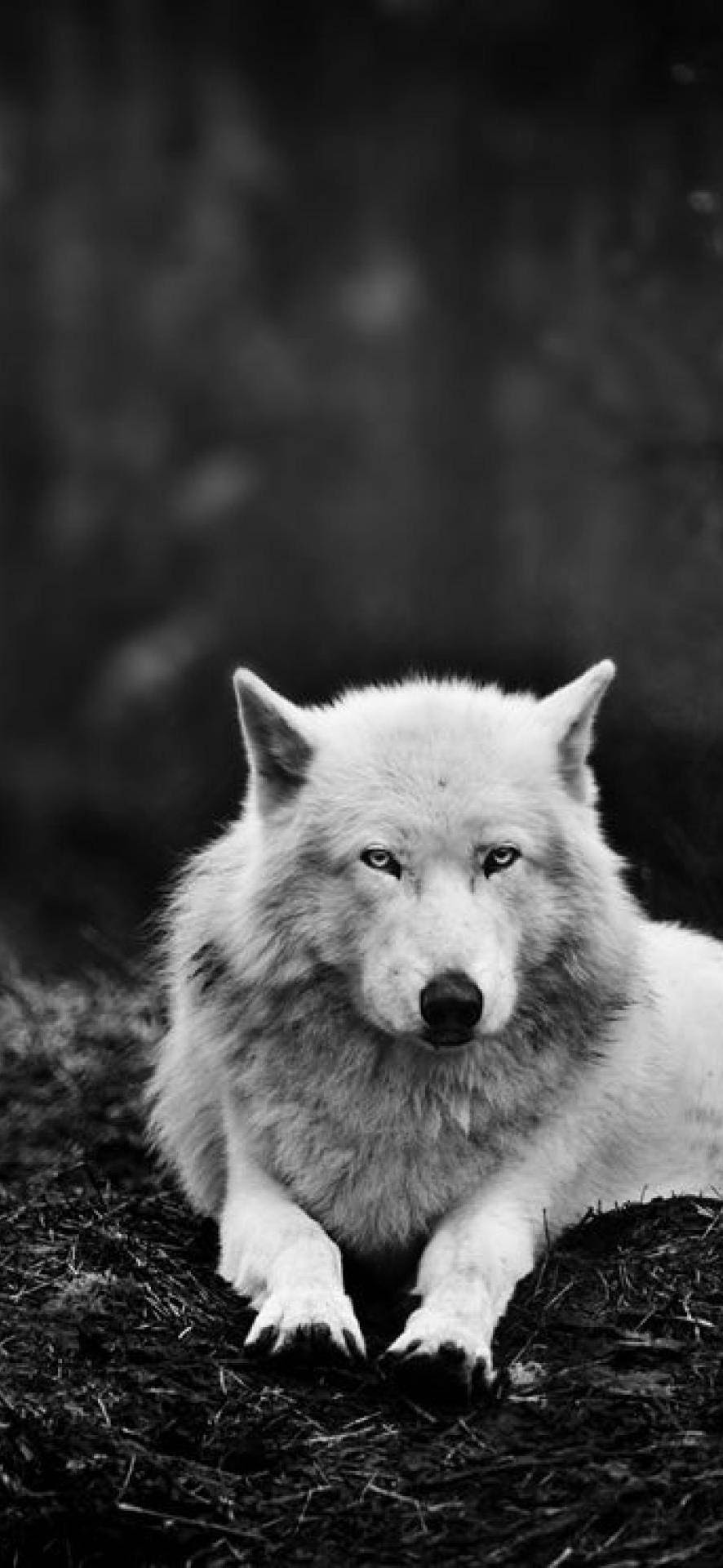 Black Full Hd Wolf Wallpaper Wallpaper